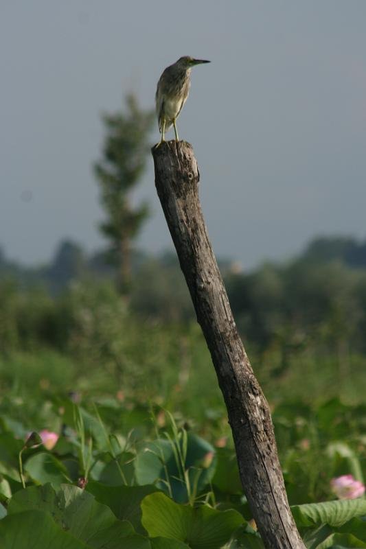 939 Srinigar 20-08-2009.jpg